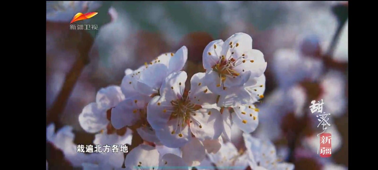 
HTV电视直播